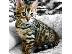 PoulaTo: υπέροχα γατάκια BENGAl